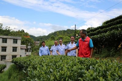 賀州稅務 稅惠賦能，助力茶香四溢 企業服務新篇章